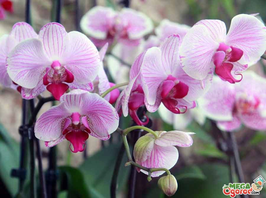 Виды Комнатных Орхидей С Фото